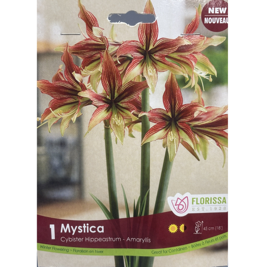 Amaryllis 'Mystica' 1/Pkg.