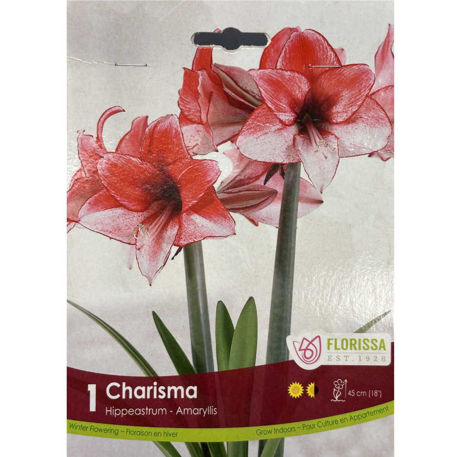 Amaryllis 'Charisma' 1/Pkg.