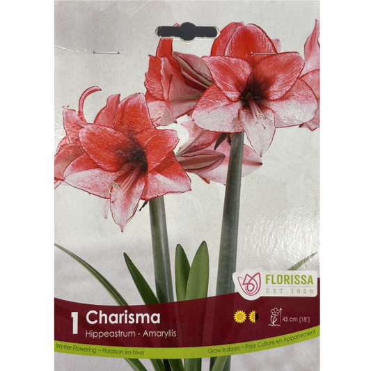 Amaryllis 'Charisma' 1/Pkg.