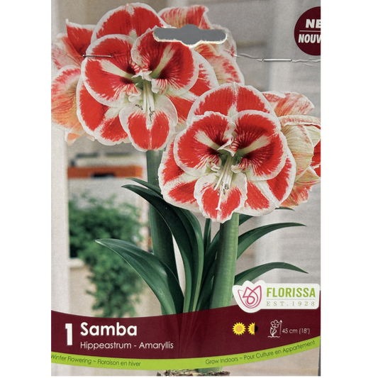 Amaryllis 'Samba' 1/Pkg.