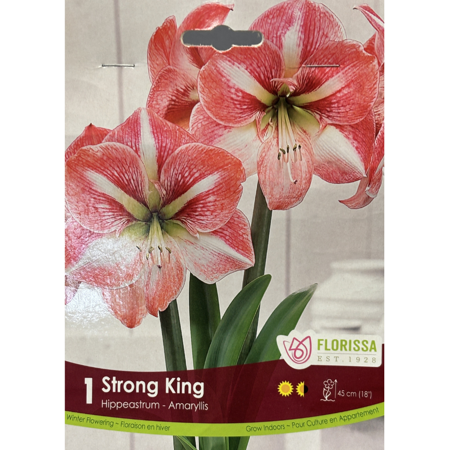 Amaryllis 'Strong King' 1/Pkg.
