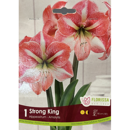 Amaryllis 'Strong King' 1/Pkg.