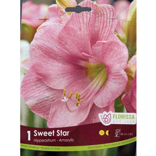 Amaryllis 'Sweet Star' 1/Pkg.