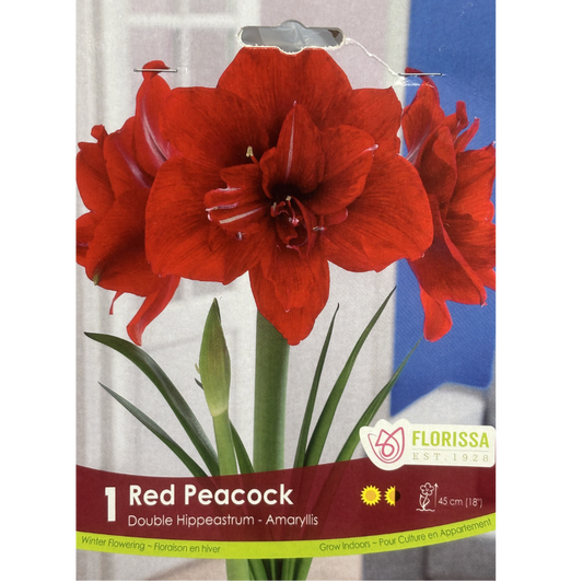 Amaryllis 'Red Peacock' Double 1/Pkg.