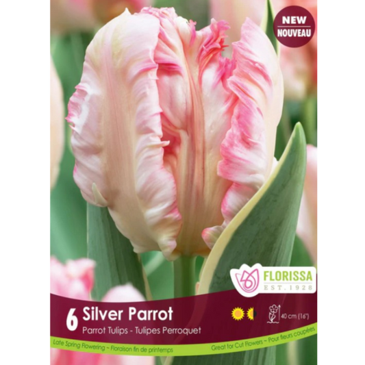 Tulip 'Silver Parrot' 6/Pkg.