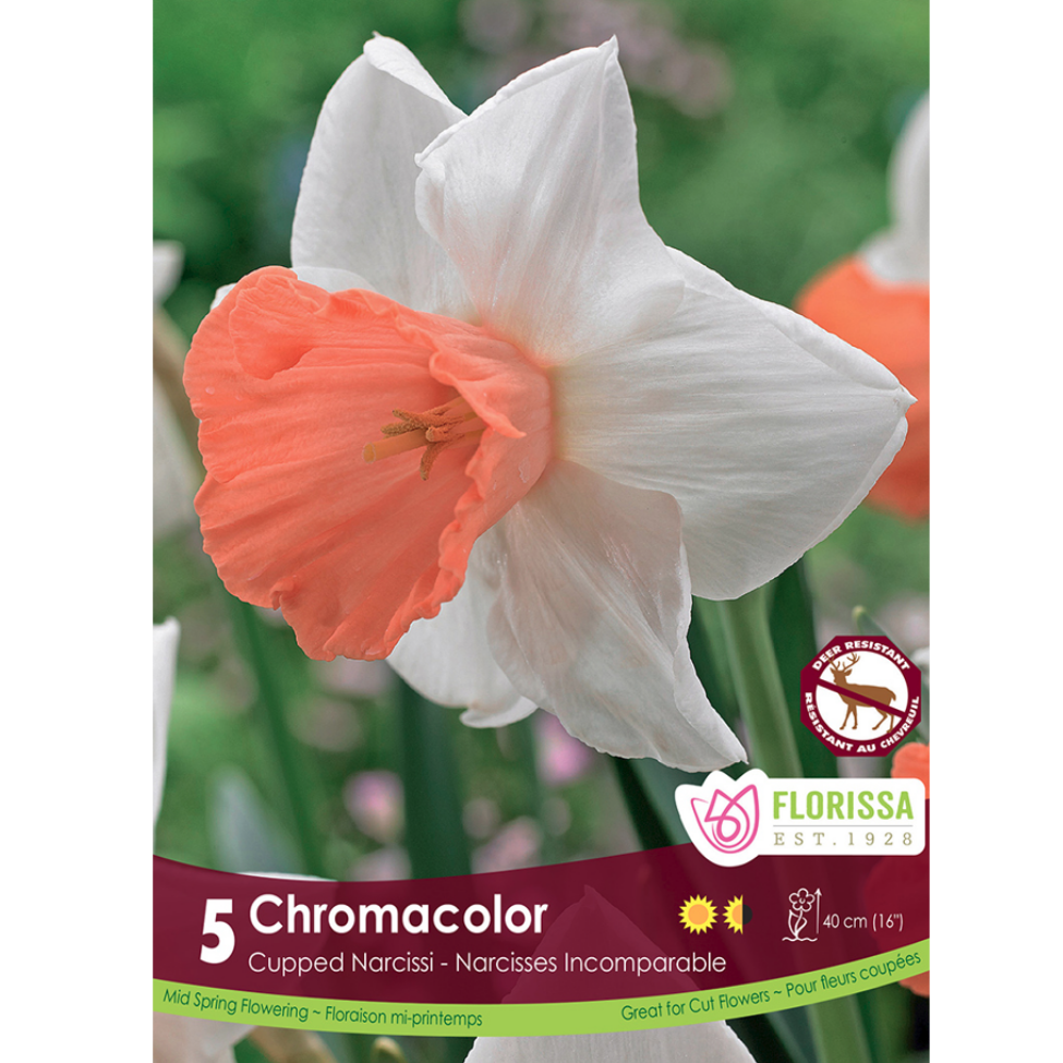 Narcissus 'Chromacolor' 5/Pkg