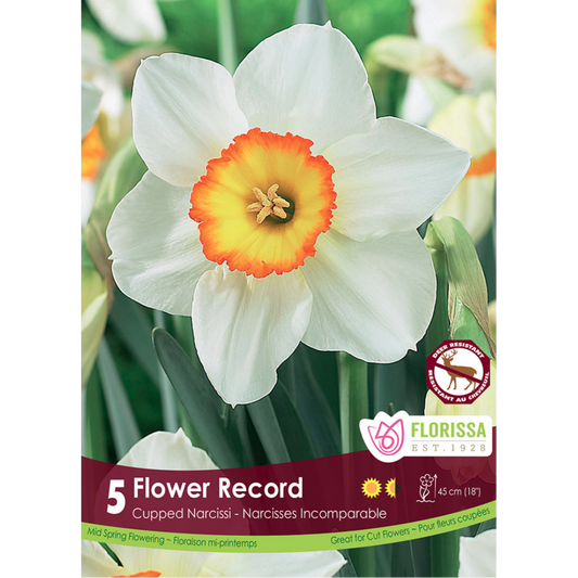 Narcissus 'Flower Record' 5/Pkg.