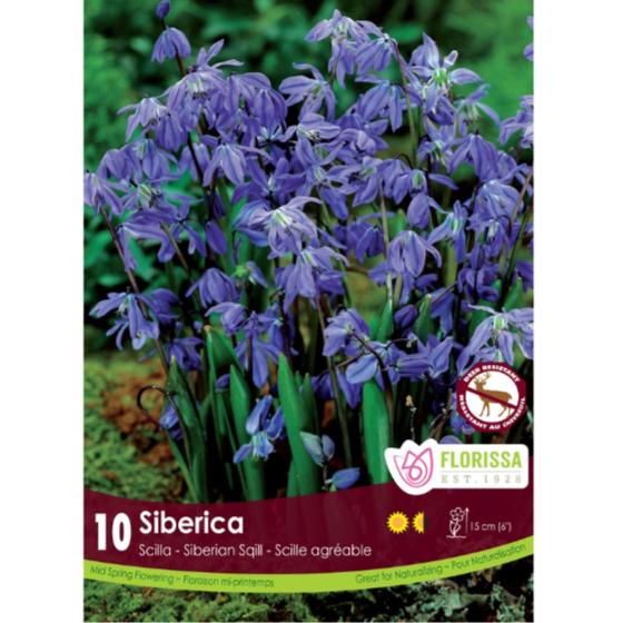 Scilla 'Siberica' Siberian Squill 10/Pkg.