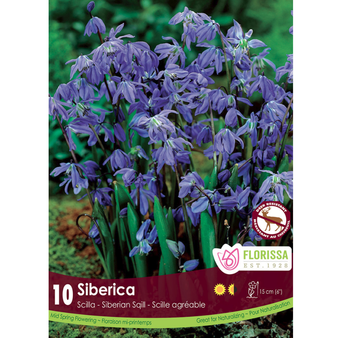 Scilla 'Siberica' Siberian Sqill 10/Pkg.