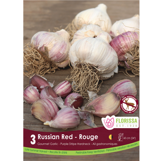 Garlic 'Russian Red' Purple Stripe Hardneck 3/Pkg.