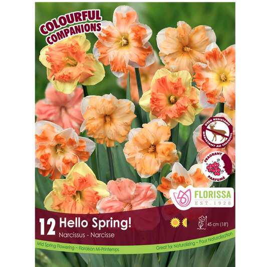 Colourful Companions Narcissus 'Hello Spring' 12/Pkg.
