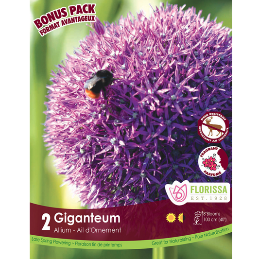 Allium 'Giganteum' Bulb (18+) 2/Pkg.