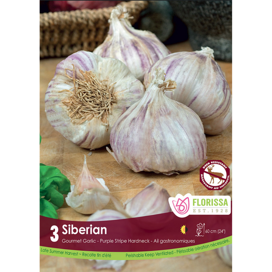 Garlic 'Siberian' 3/Pkg.