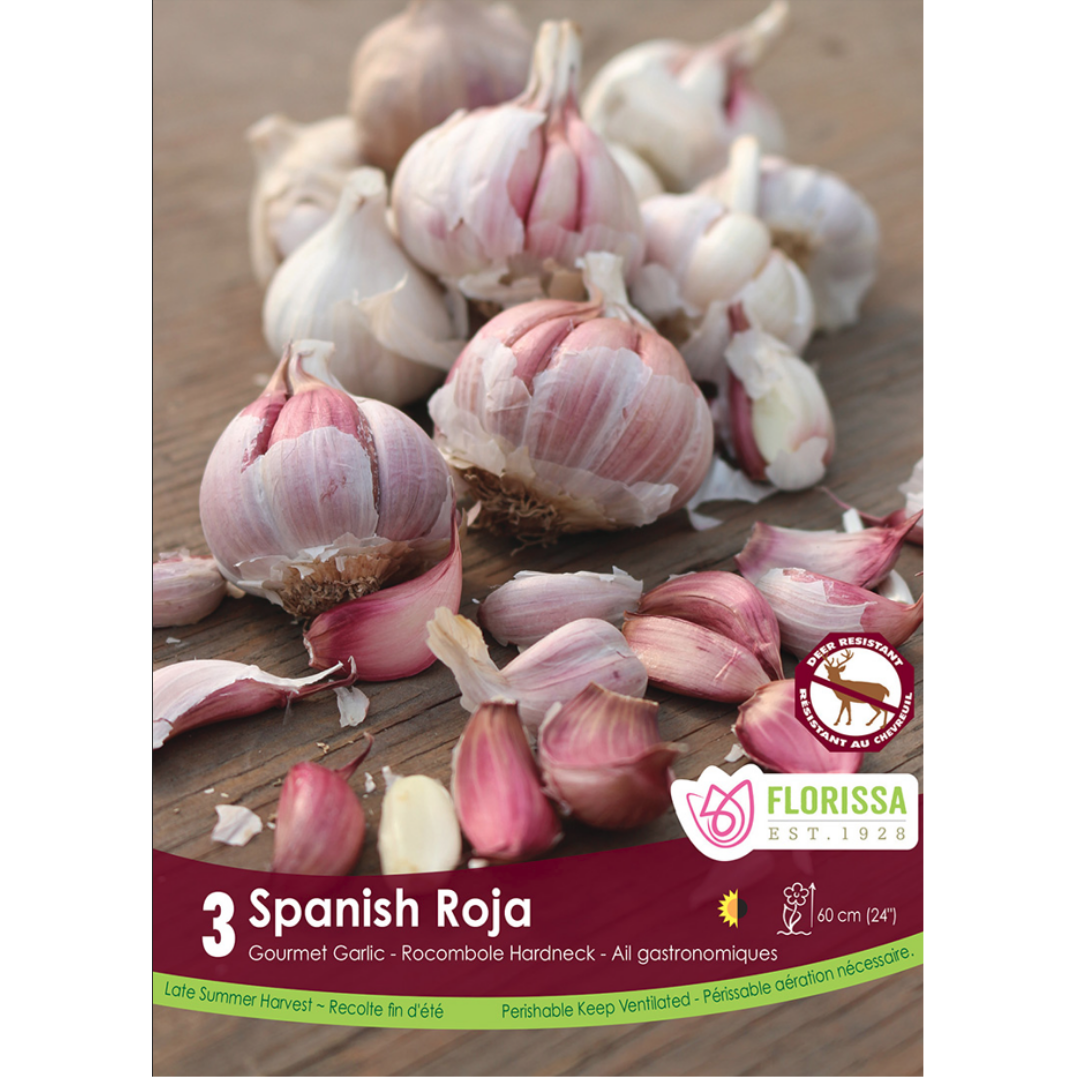 Garlic 'Spanish Roja' Rocombole Hardneck 3/Pkg.