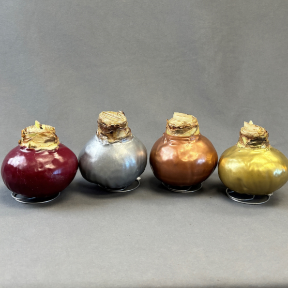 Bulbs Amaryllis Waxed XXL Red Bulb Assorted