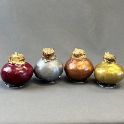 Bulbs Amaryllis Waxed XXL Red Bulb Assorted