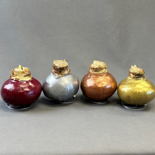 Bulbs Amaryllis Waxed XXL Red Bulb Assorted