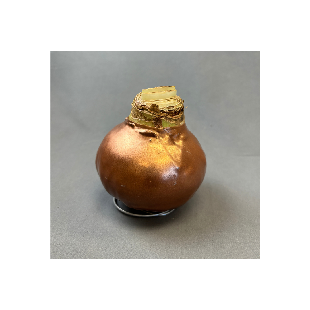 Bulbs Amaryllis Waxed XXL Red Bulb Assorted