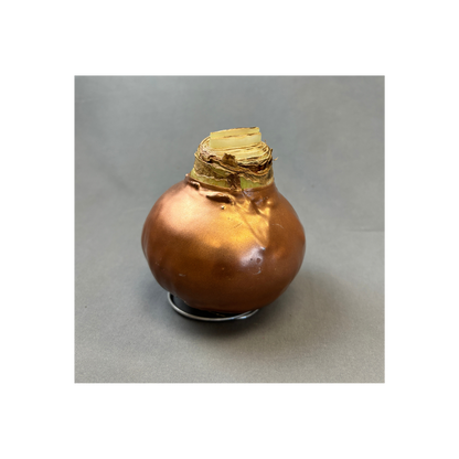 Bulbs Amaryllis Waxed XXL Red Bulb Assorted