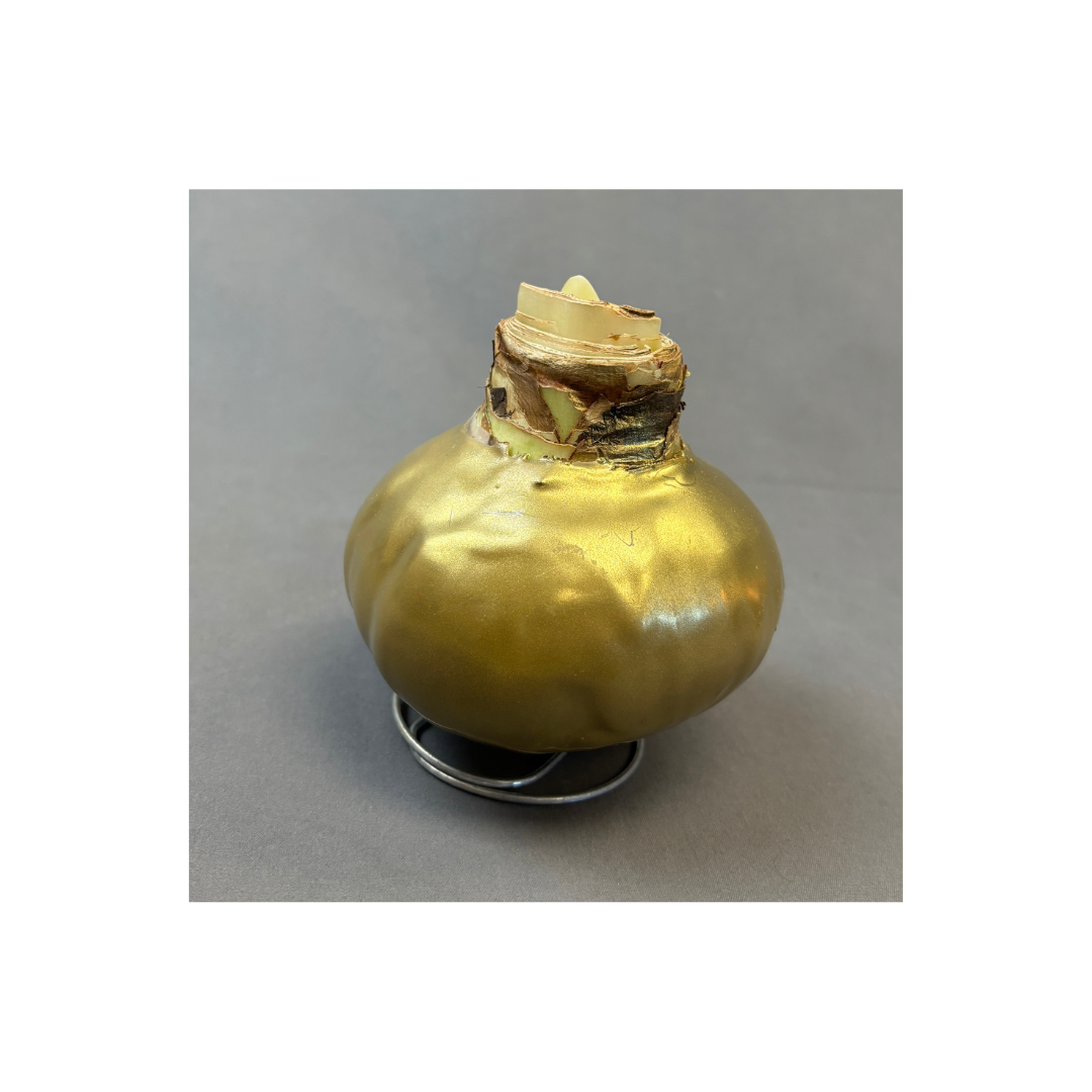 Bulbs Amaryllis Waxed XXL Red Bulb Assorted