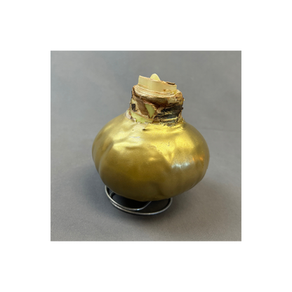 Bulbs Amaryllis Waxed XXL Red Bulb Assorted