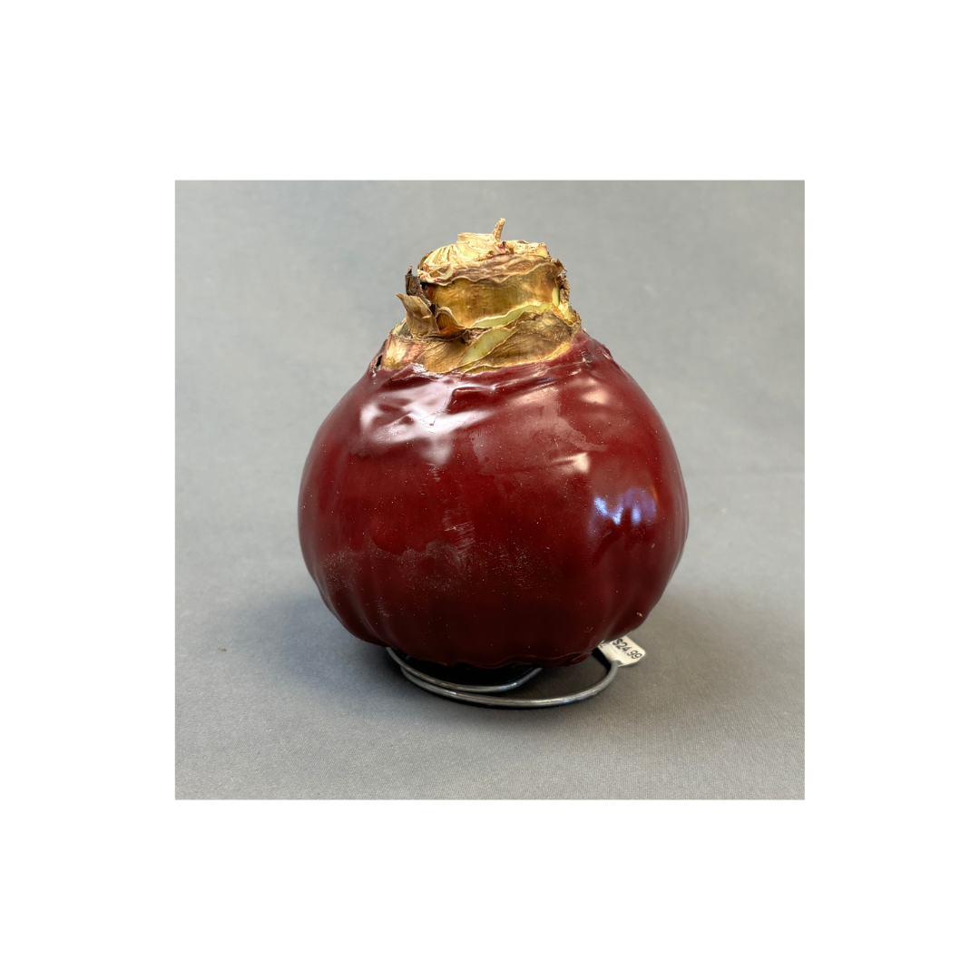 Bulbs Amaryllis Waxed XXL Red Bulb Assorted