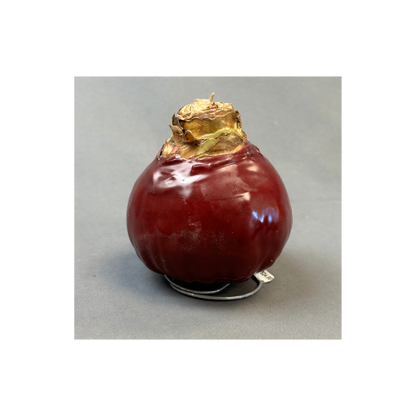 Bulbs Amaryllis Waxed XXL Red Bulb Assorted