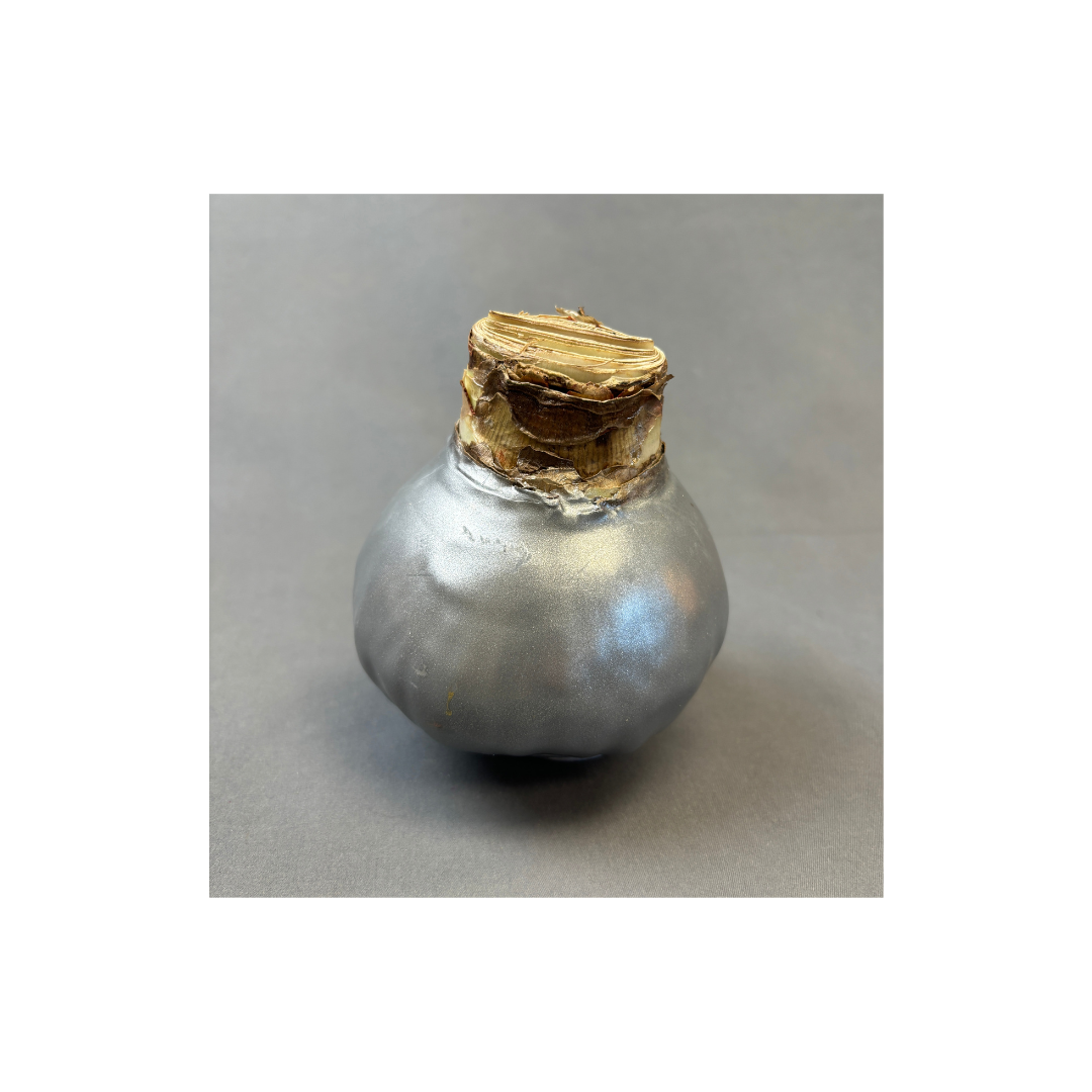 Bulbs Amaryllis Waxed XXL Red Bulb Assorted