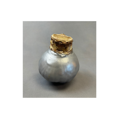 Bulbs Amaryllis Waxed XXL Red Bulb Assorted