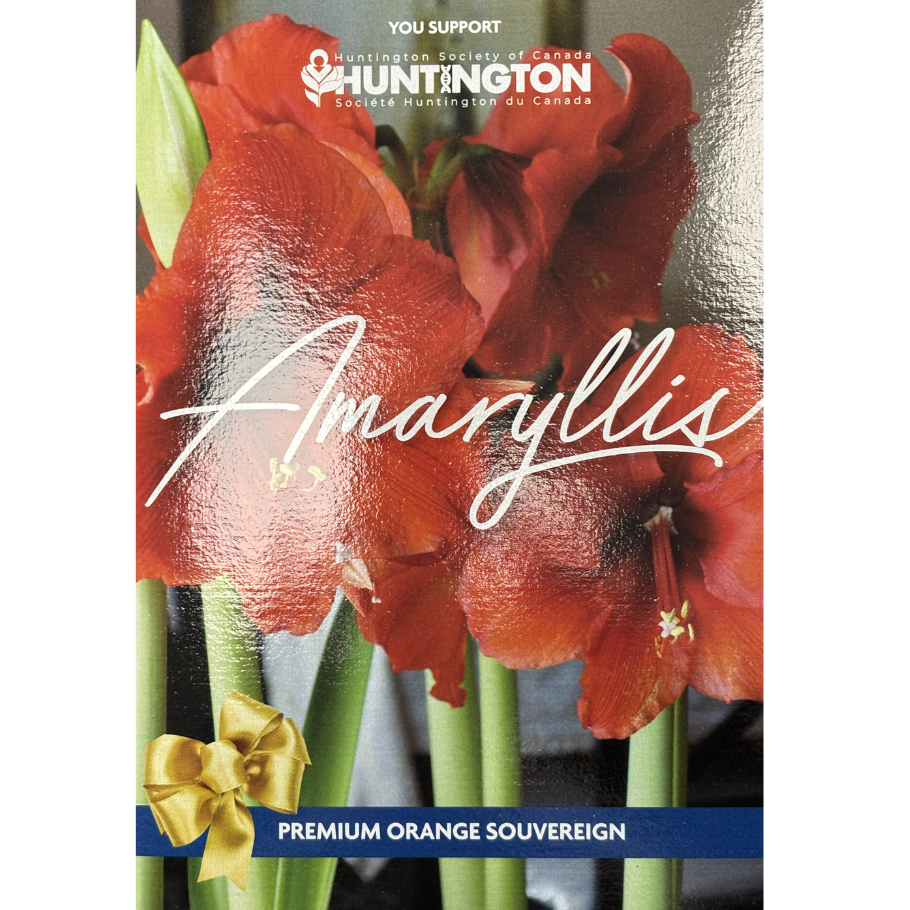 Amaryllis 'Huntington Society'