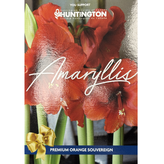 Amaryllis 'Huntington Society'