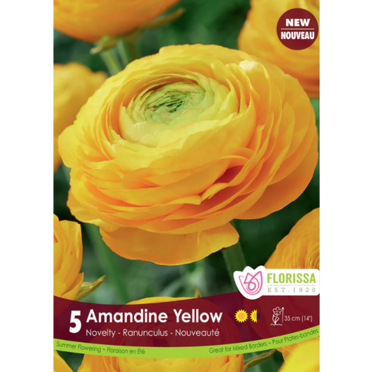 Bulbs Ranuculus Amandine Yellow 5/Pkg.