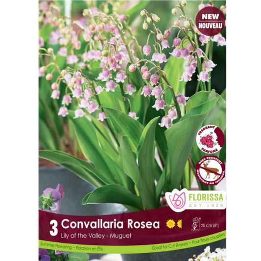 Bulbs Convallaria Rosea 3/Pkg.