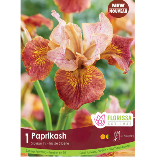 Bulbs Iris Sibirica Paprikash 1/Pkg.