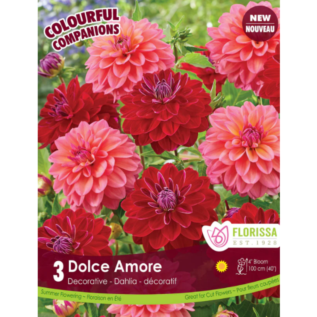 Bulbs Colourful Companions Dahlia Dolce Amore 3/Pkg.