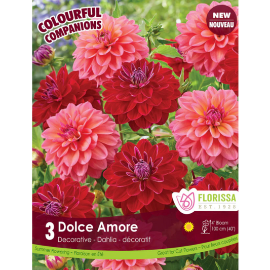 Bulbs Colourful Companions Dahlia Dolce Amore 3/Pkg.