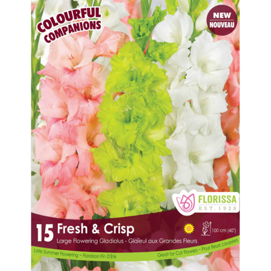 Bulbs Colourful Companions Gladiolus Fresh and Crisp 15/Pkg.