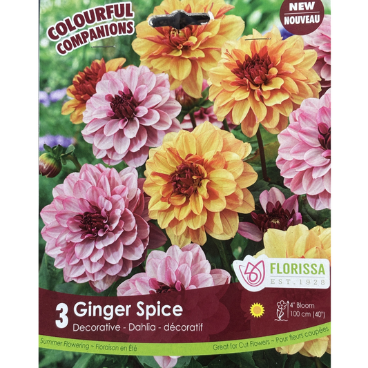 Bulbs Colourful Companions Dahlia Ginger Spice 3/Pkg.