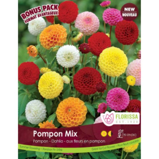 Bulbs Dahlia Pompon Mix 4/Pkg