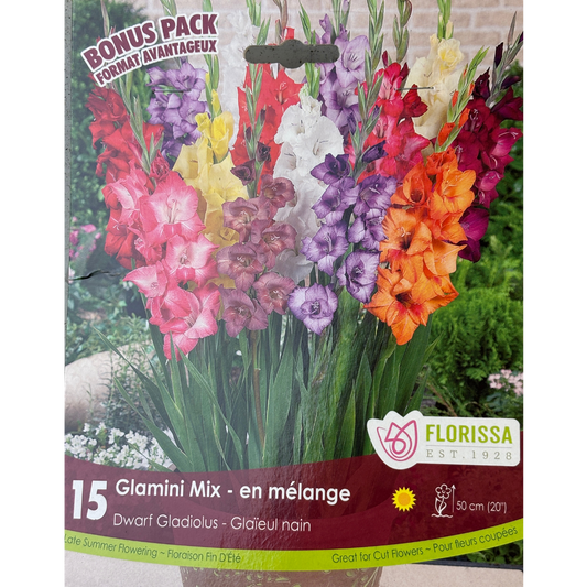 Bulbs Gladiolus Glamini Mix 15/Pkg.
