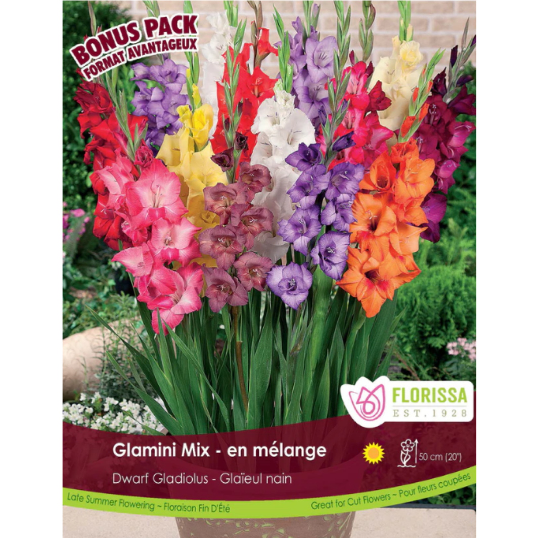 Bulbs Gladiolus Glamini Mix 15/Pkg.