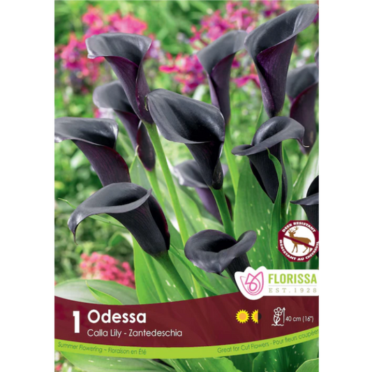 Bulbs Calla Lily Odessa Black 1/Pkg.