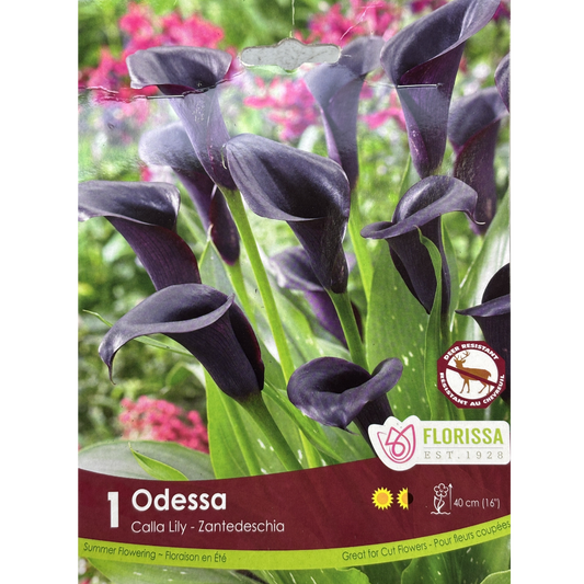 Bulbs Calla Lily Odessa Black 1/Pkg.