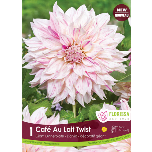 Bulbs Dahlia Dinnerplate Cafe au Lait Twist 1/Pkg.