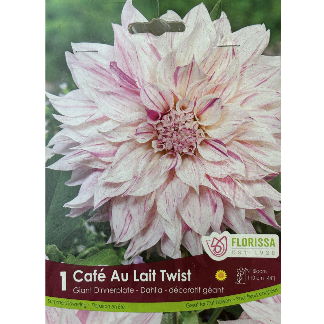 Bulbs Dahlia Cafe au Lait Twist Dinnerplate 1/Pkg.