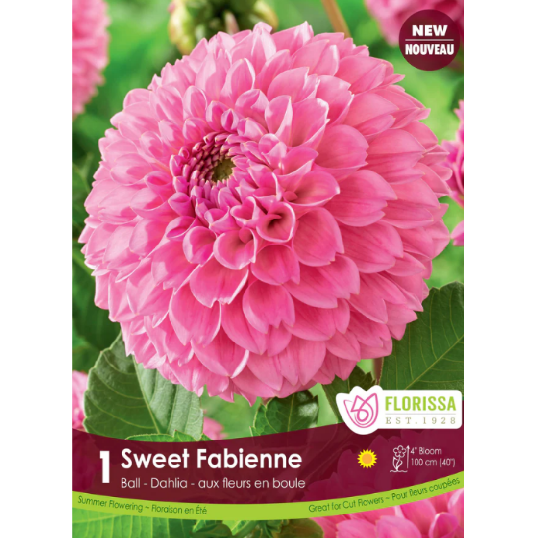 Bulbs Dahlia Sweet Fabienne 1/Pkg.