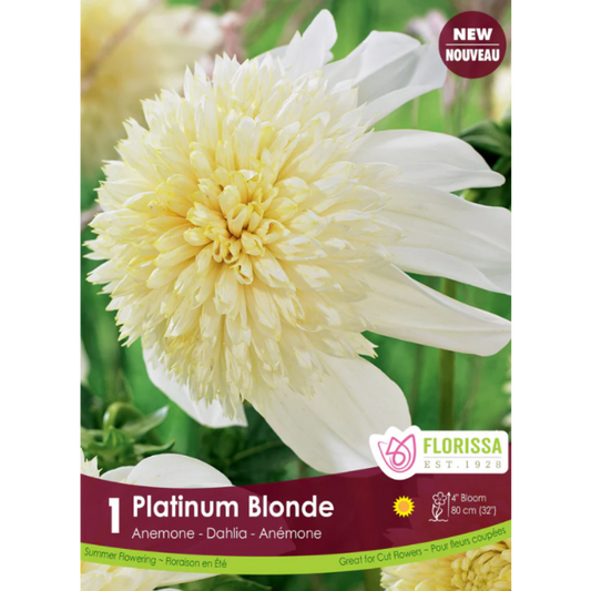 Bulbs Dahlia Anemone Platinum Blonde 1/Pkg.