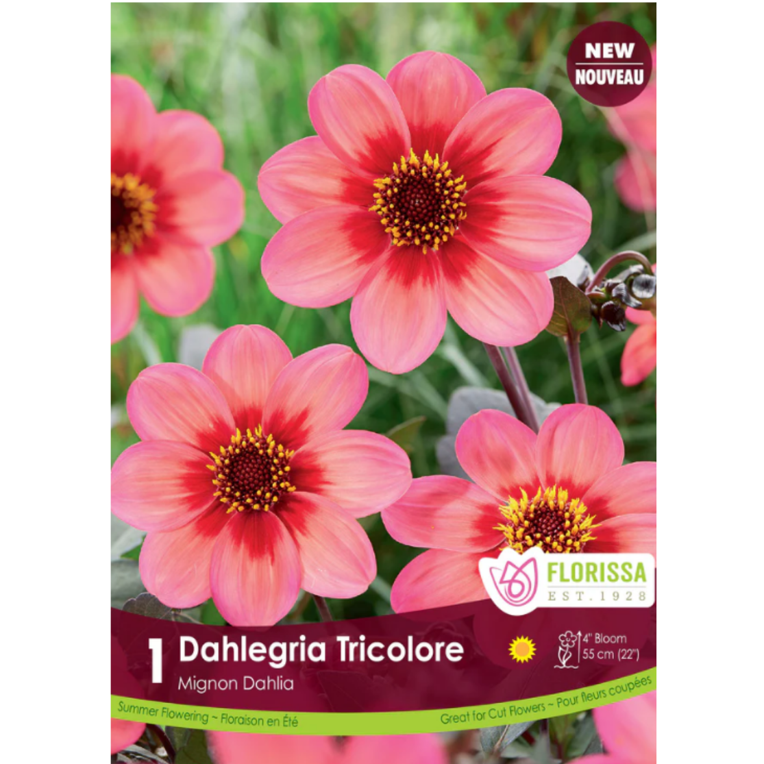Bulbs Dahlia Mignon Dahlegria Tricolore 1/Pkg