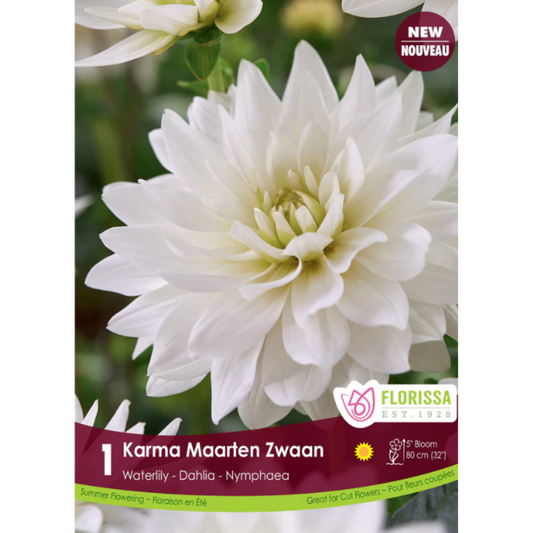 Bulbs Dahlia Waterlily Karma Maarten Zwaan 1/Pkg.