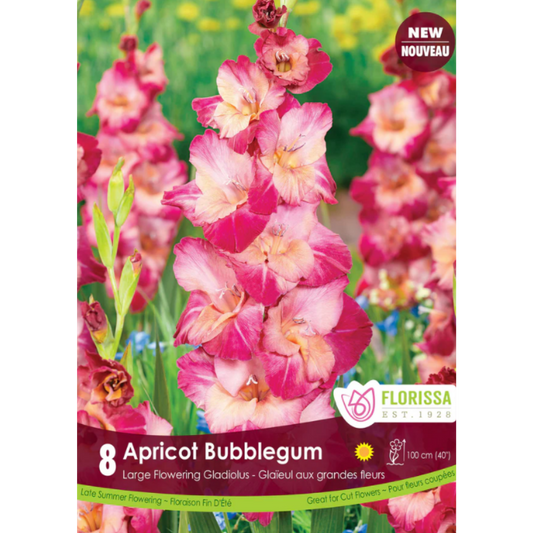 Bulbs Gladiolus Apricot Bubblegum 8/Pkg.